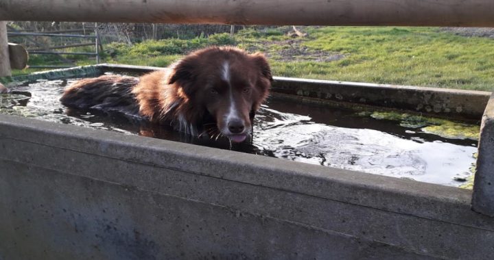 A dog in a trough AI-generated content may be incorrect.