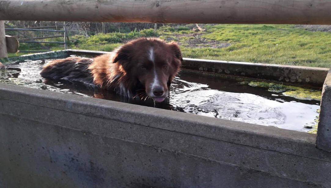 A dog in a trough AI-generated content may be incorrect.