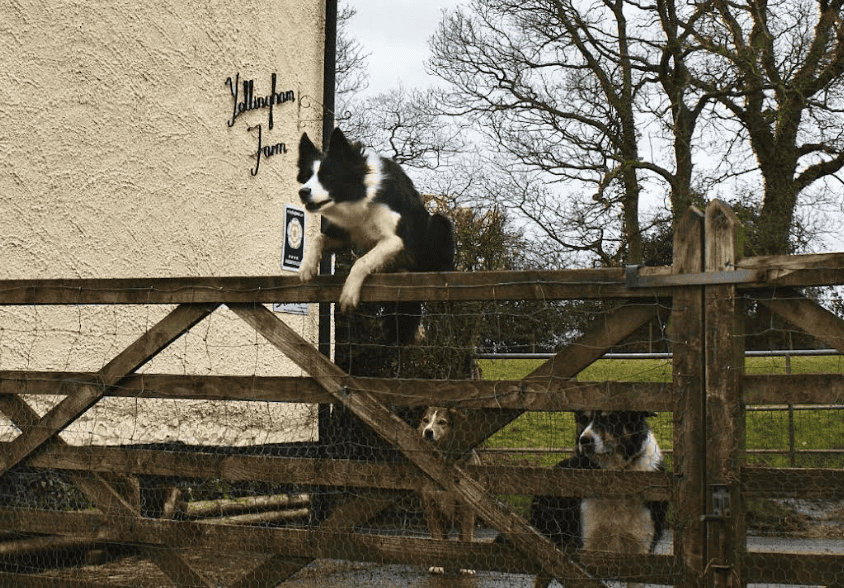 A group of dogs on a fence AI-generated content may be incorrect.
