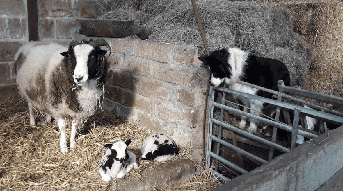 A group of goats in a pen AI-generated content may be incorrect.