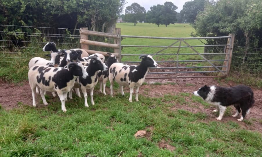A group of sheep in a fenced in area AI-generated content may be incorrect.
