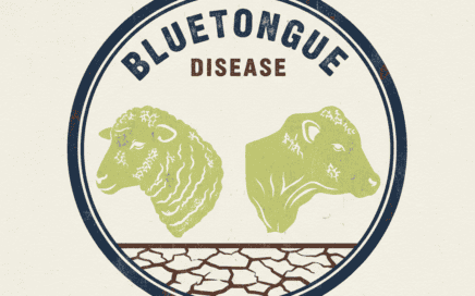 BlueTongue1