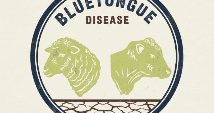 BlueTongue1