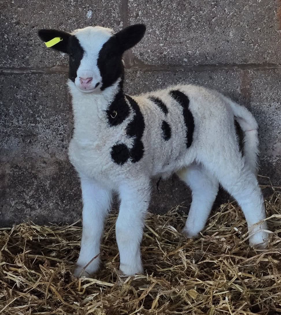 E:\Users\Clive\Downloads\Matt Greenow lamb.jpg