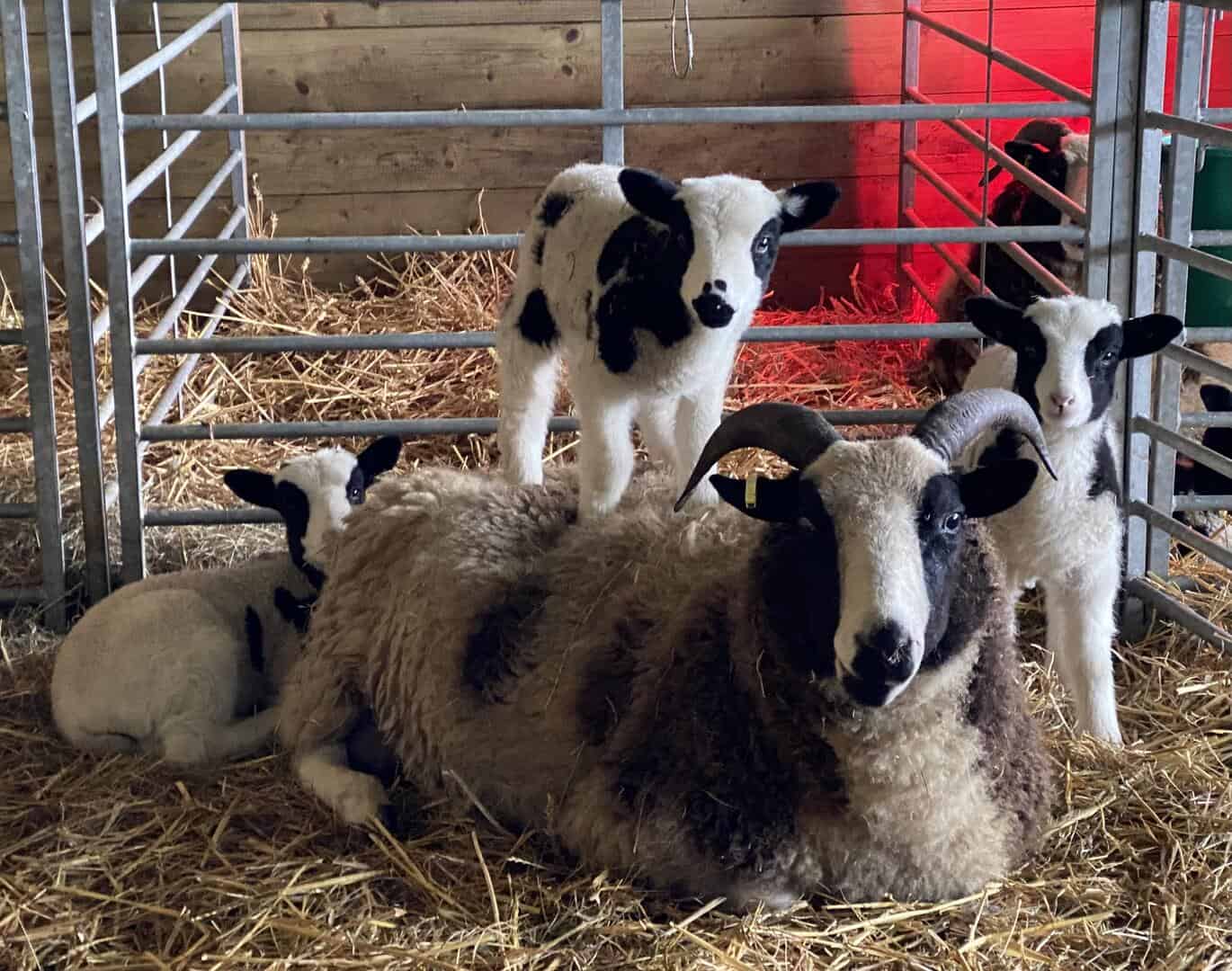 E:\Users\Clive\Downloads\Richard Fenwick's ewe and triplets.jpeg