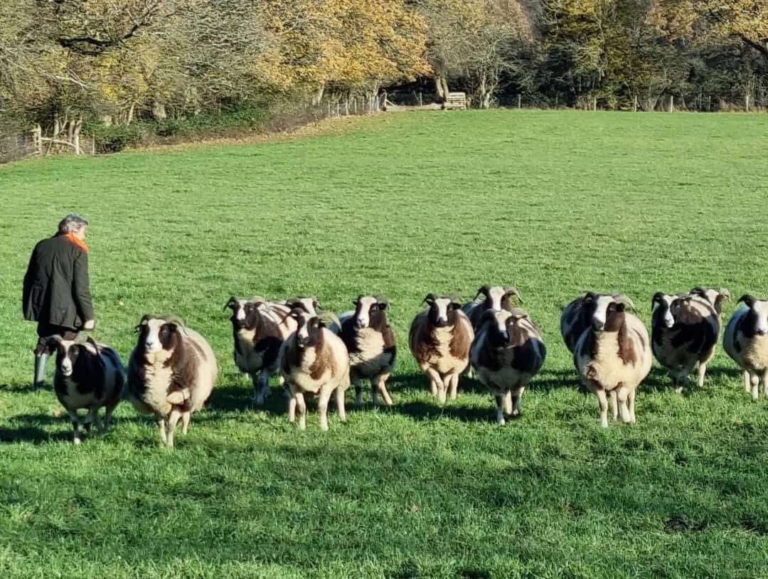 E:\Users\Clive\Downloads\Southern - Pope's flock.jpg